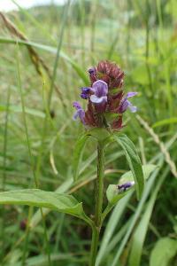 Prunella vulgaris