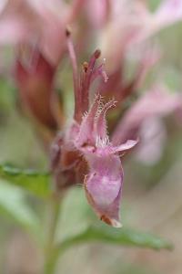 Teucrium chamaedrys