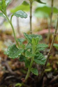 Teucrium chamaedrys