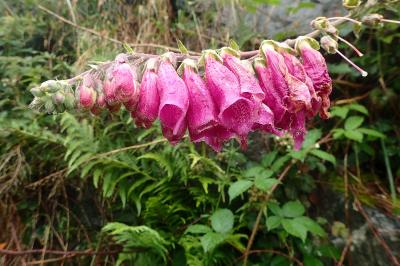 Digitalis purpurea