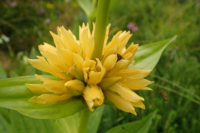 Gentiana burseri