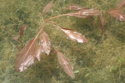 Potamogeton nodosus