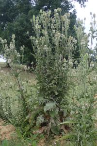 Dipsacus laciniatus