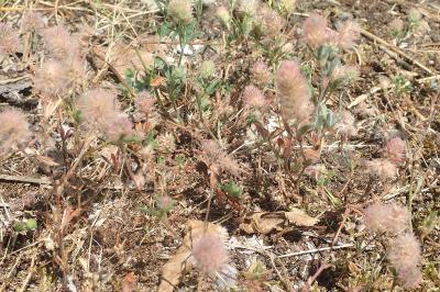 Trifolium arvense