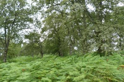 Quercus pyrenaica