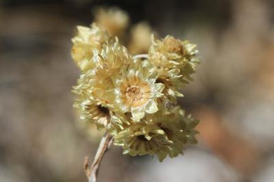 Helichrysum stoechas