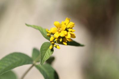 Lysimachia vulgaris