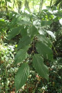 Carpinus betulus