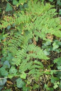Pteridium aquilinum