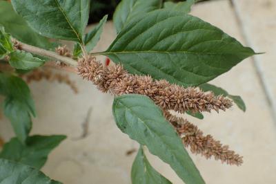 Amaranthus deflexus