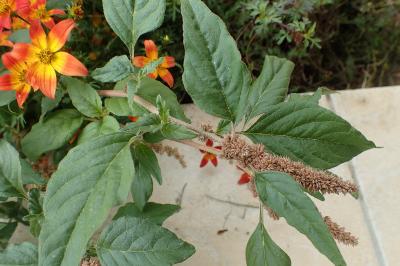 Amaranthus deflexus