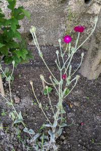 Lychnis coronaria