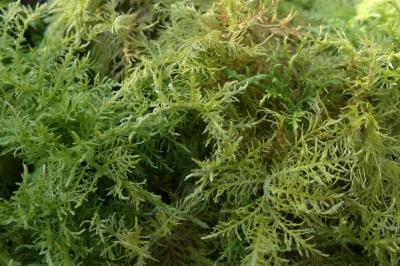 Thuidium tamariscinum