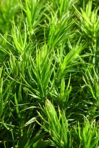 Polytrichum formosum