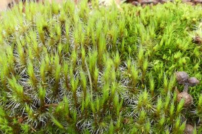 Dicranum scoparium