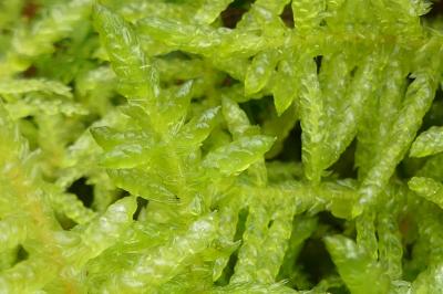 Pseudoscleropodium purum