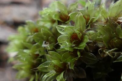 Rhizomnium punctatum