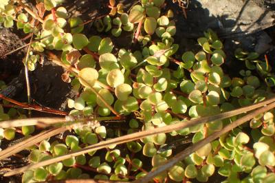 Lysimachia tenella