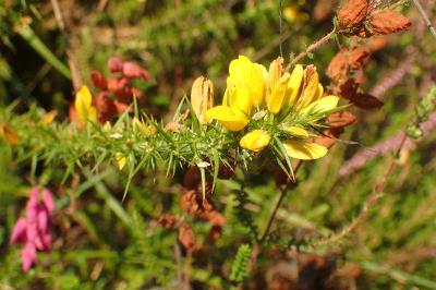Ulex minor