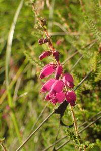 Erica ciliaris