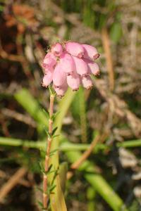 Erica tetralix