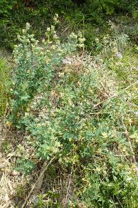 Medicago sativa