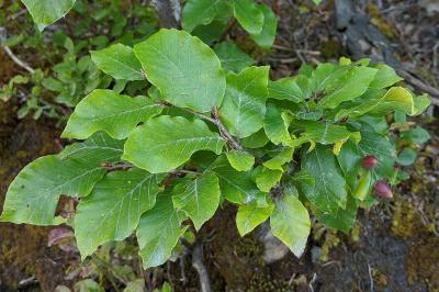 Fagus sylvatica