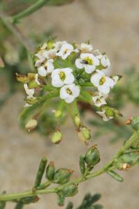 Lobularia maritima