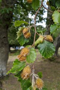 Fagus sylvatica