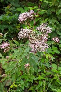 Eupatorium cannabinum