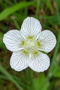 Parnassia palustris