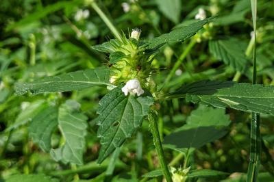 Galeopsis tetrahit
