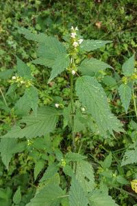 Galeopsis tetrahit