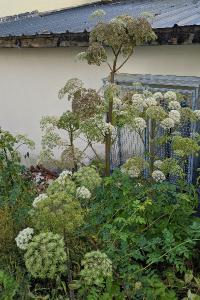 Angelica sylvestris