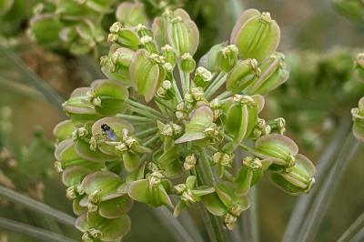 Angelica sylvestris