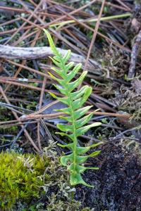 Polypodium vulgare