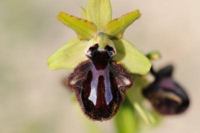 Ophrys incubacea