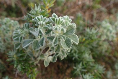 Medicago marina