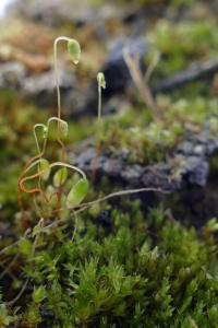 Rhizomnium punctatum