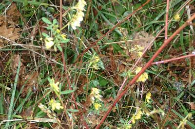 Melilotus officinalis