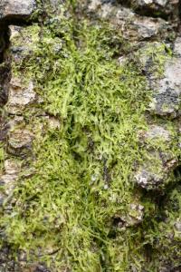 Metzgeria furcata