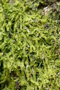 Metzgeria furcata