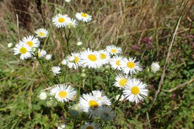 Erigeron annuus