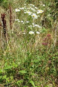 Erigeron annuus