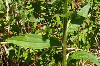 Erigeron annuus