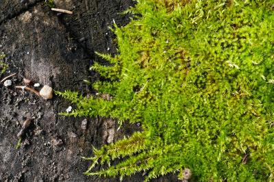 Homalothecium sericeum