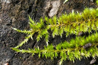 Homalothecium sericeum