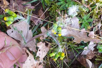 Senecio vulgaris