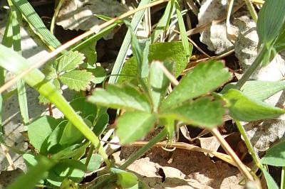 Potentilla reptans