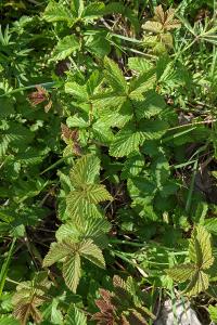 Filipendula ulmaria
